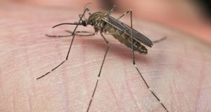 Gorączka Zachodniego Nilu