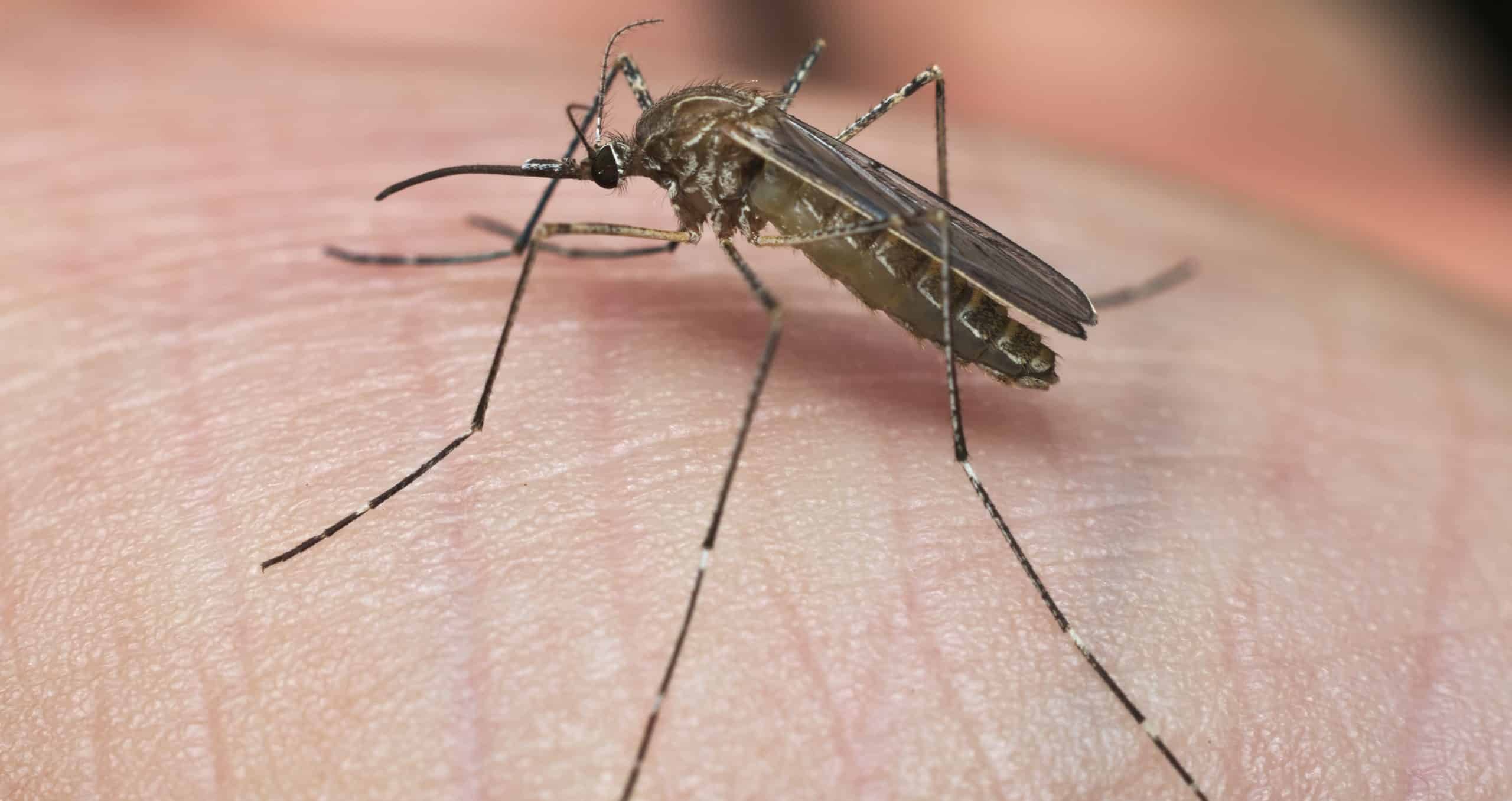 Gorączka Zachodniego Nilu