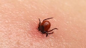 LTT – panel Borrelia (borelioza)