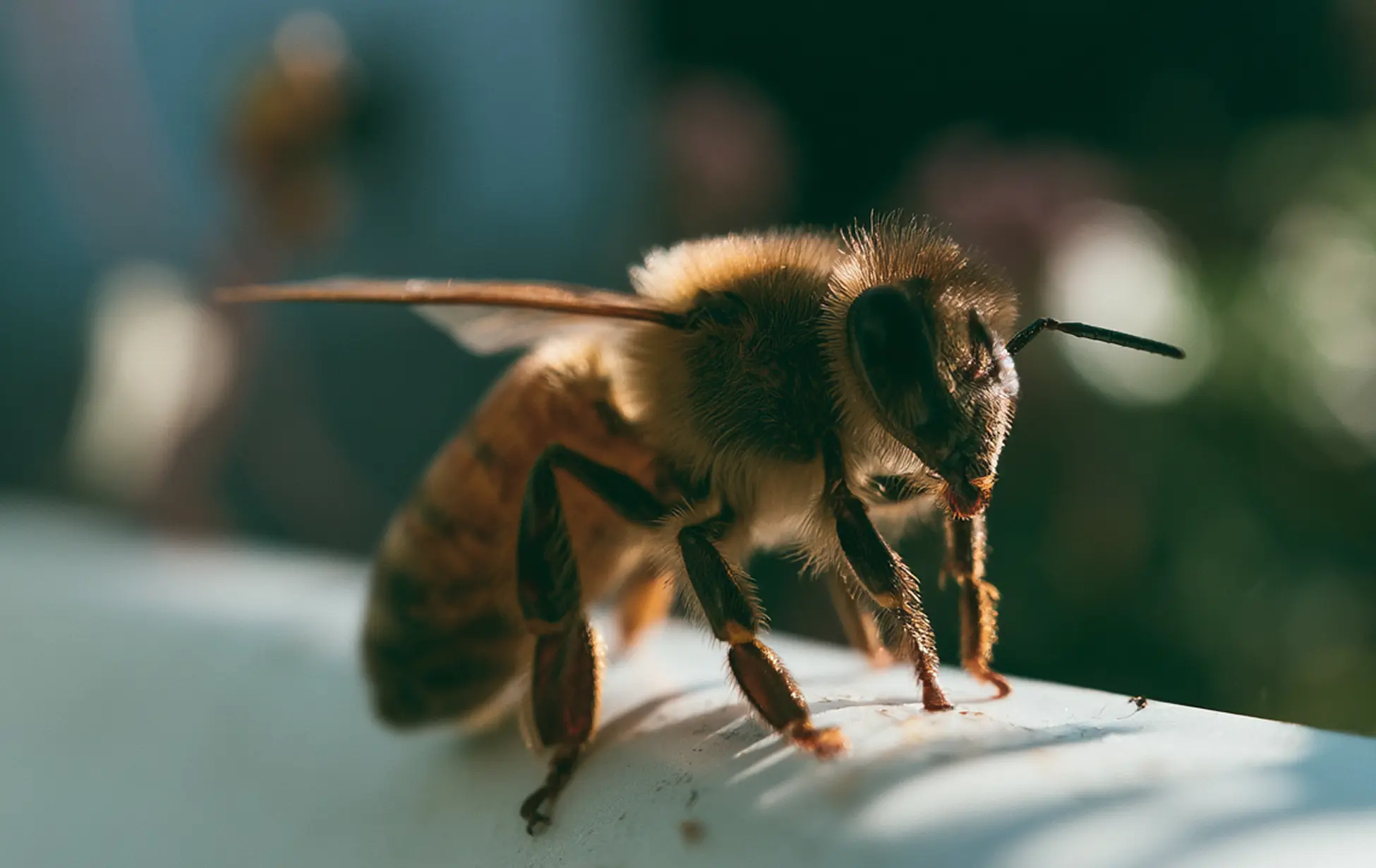 badanie na Alergie na jad owadów
